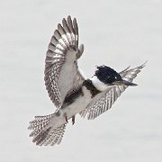 H1P1542 - Version 2  KingFisher In Flight (11X14 Matt  Print 6X9) JAH-13-423